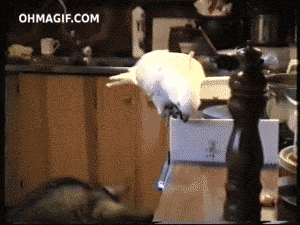 http://romario.biz/gif/1095.gif