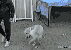 http://29.media.tumblr.com/tumblr_m2gul8O1K91rn7bzro1_250.gif