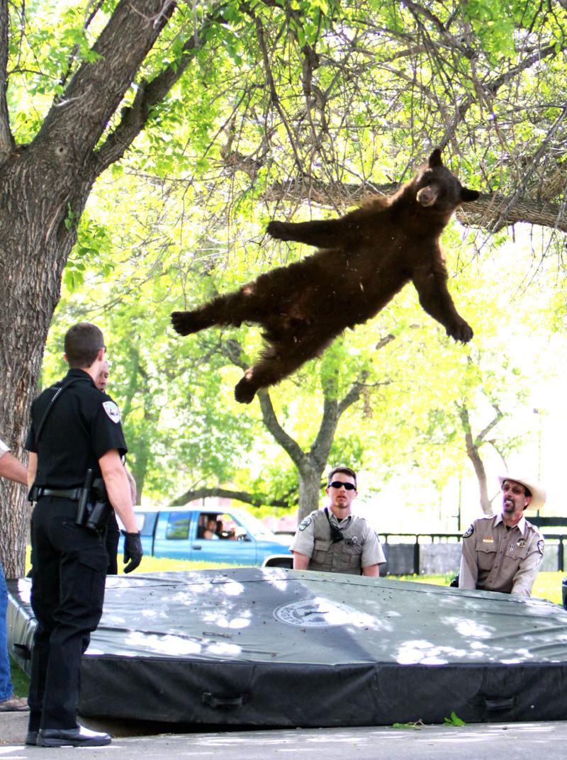 http://extras.mnginteractive.com/live/media/site21/2012/0426/20120426_033444_BEAR%20FALLING.jpg