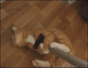 http://forgifs.com/gallery/d/201678-1/Cat-rides-vacuum.gif