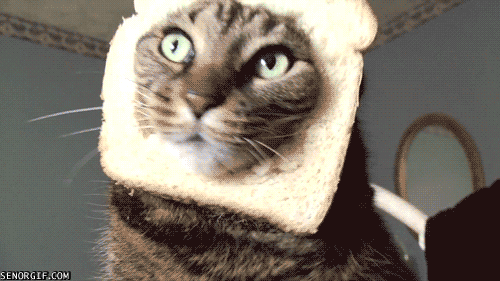 http://chzgifs.files.wordpress.com/2012/05/when-bread-cat-learns-about-your-gluten-intolerance.gif
