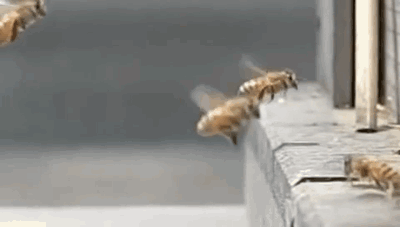 http://img-fotki.yandex.ru/get/6213/134924539.7c/0_70050_e1fb9518_L.gif