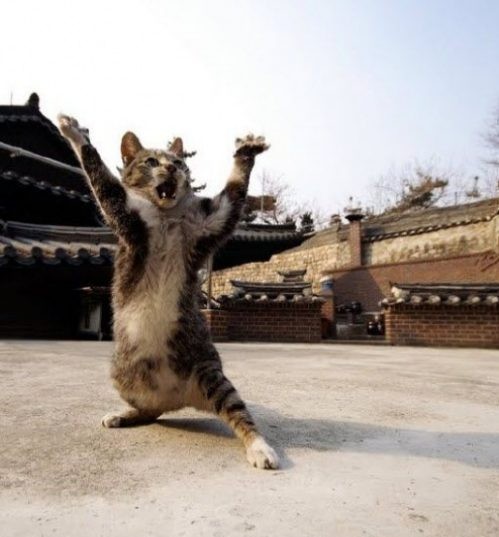 http://thechive.files.wordpress.com/2011/04/cat-saturday-41-e1302296171112.jpg?w=499&h=537.jpg