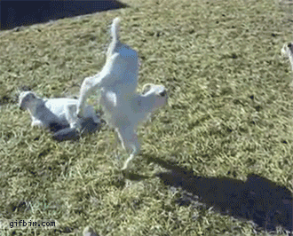 http://img33.imageshack.us/img33/9080/93ebd0d7579aaad8db2c468.gif