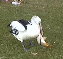 http://cs4471.userapi.com/u137673600/docs/07e5748c226f/gifki-pelikan-fuck-this-shit-265365.gif