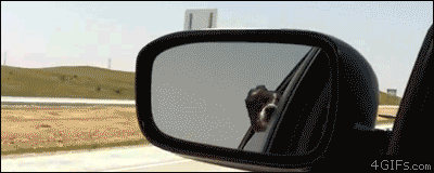 http://img826.imageshack.us/img826/9128/nbdr1.gif