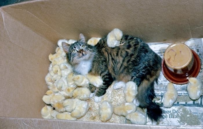 http://dl.ziza.ru/other/092012/18/other/fotopodborka/picdump_catsmob_dot_com_01675_027.jpg