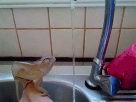 http://i.minus.com/iRRBSOh7AtYKU.gif