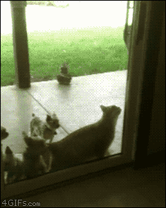 http://a3.tcdn.ru/assets/att/f7/72/10810844_0_0_ef43ca05a00cd6411b0568a9.gif