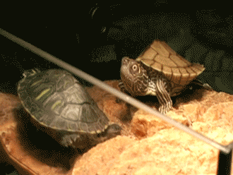 http://24.media.tumblr.com/tumblr_mcf17sWwux1r3gb3zo1_400.gif
