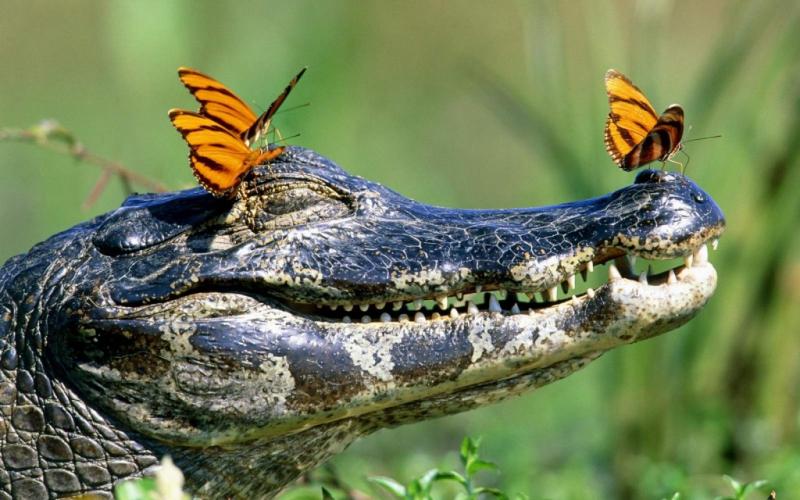 http://www.fun-pets.com/wp-content/uploads/2012/08/crocodile-butterfly-1024x640.jpg