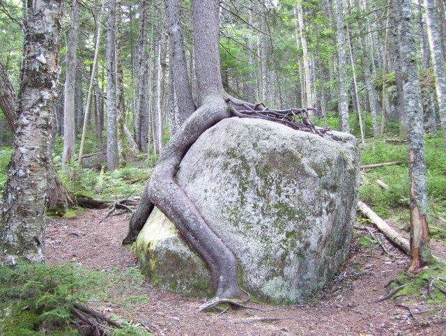 http://www.wildernessescapades.com/wp/wp-content/uploads/2012/03/RockTree.jpg
