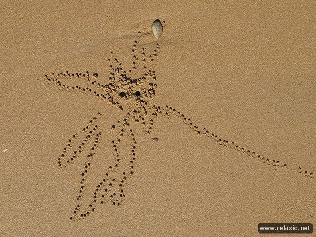 http://relaxic.net/wp-content/uploads/2012/02/Crabs_018.jpg