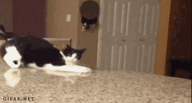 http://cs6234.userapi.com/u150351227/docs/9f63d6e4ade6/kote.gif