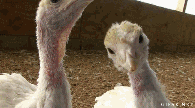 http://3.bp.blogspot.com/-W9ayrGJXk8E/UK-bsIc23II/AAAAAAAAqzE/xlEqQ0zcDoc/s1600/5555.gif