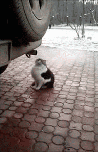 http://ic.pics.livejournal.com/tragemata/25155229/1783255/1783255_original.gif